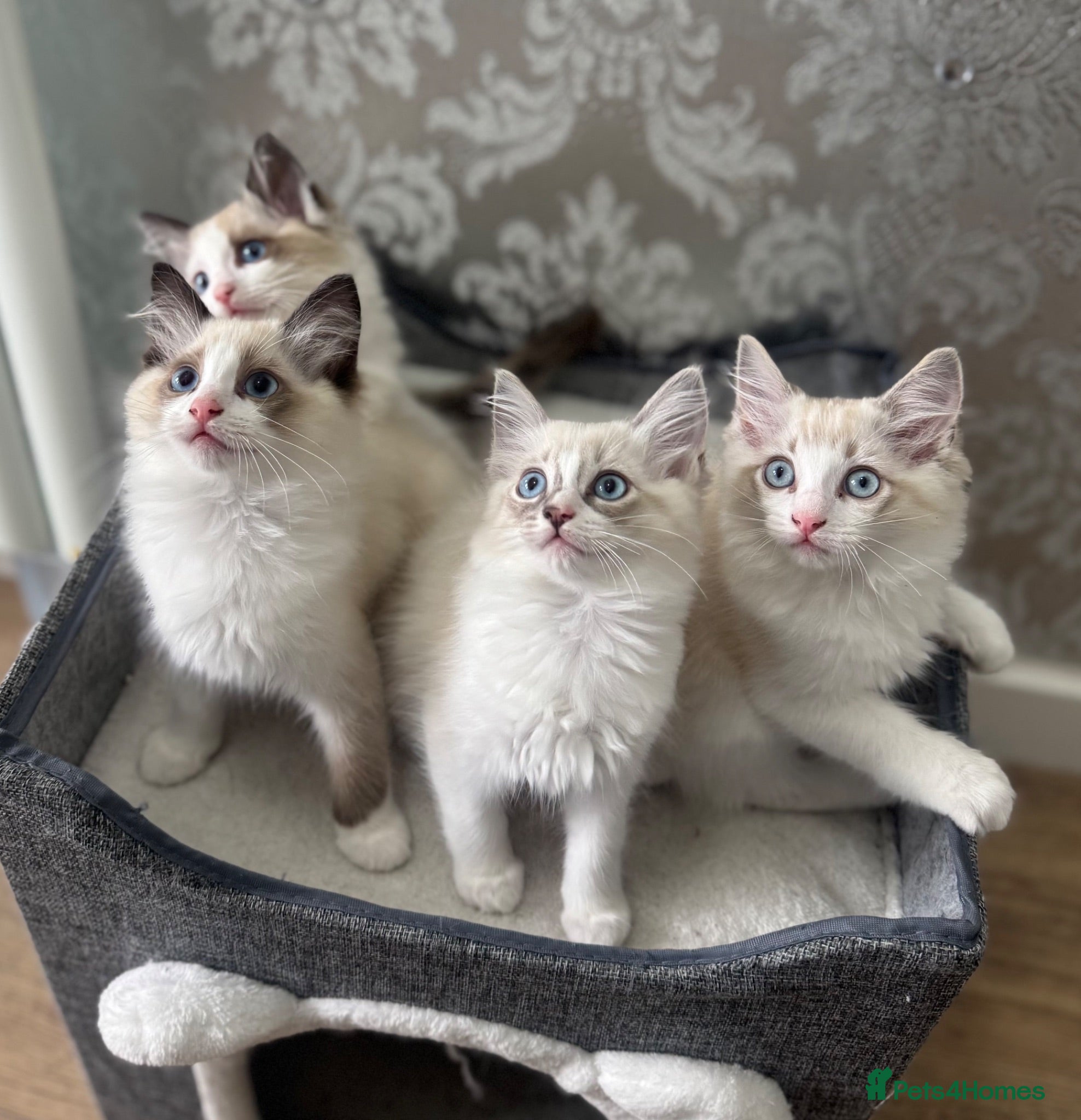 Ragdoll cats Beautiful Ragdoll Kittens - Advert 1