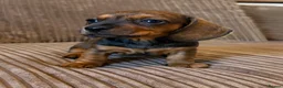 Miniature Dachshund dogs for sale: 1 male Kc reg pra clear mini smooth - Advert 22