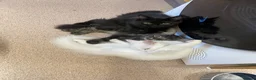 Mixed Breed cats for sale:  Persian kittens for sale  - Advert 4