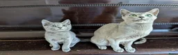 Russian Blue cats for sale: Affectionate Pedigree Kittens Ready Now - Advert 10