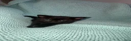Russian Blue cats for sale: Domestic Shorthair & Russian Blue Kittens - Advert 7