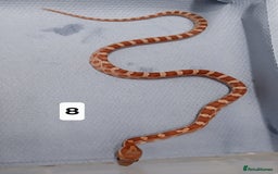 Corn Snake reptiles for sale: Corn Snake Morph Hatchling's  - Image 16