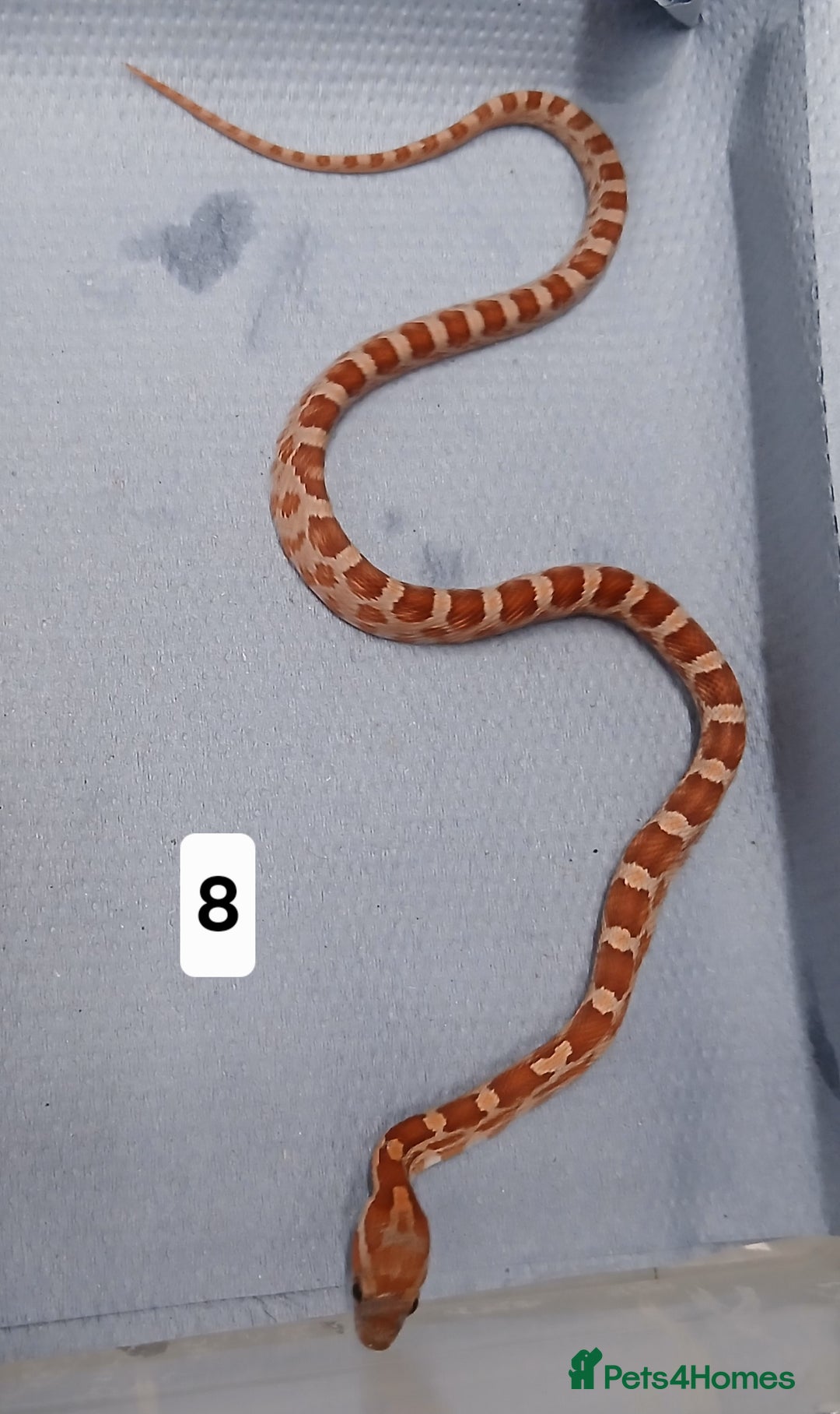 Corn Snake reptiles for sale: Corn Snake Morph Hatchling's  - Image 16