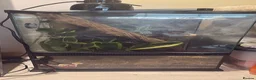 Gecko reptiles for sale: Dalmatian crested gecko  in Oxford - Advert 4
