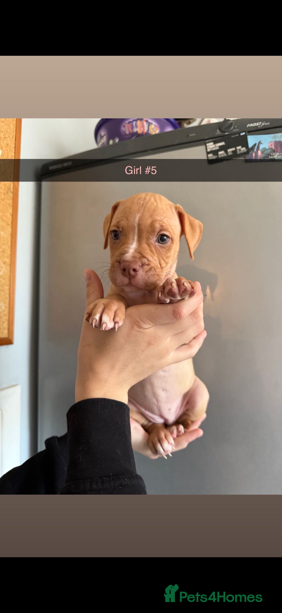 Mixed Breed dogs for sale: Staff x American bulldog - Image 9