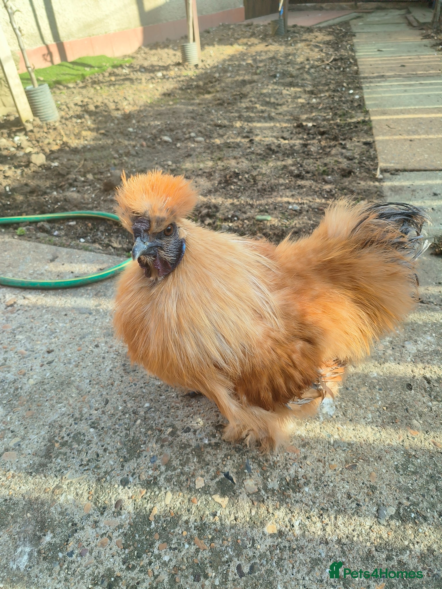 Chickens poultry Silki roosters - Advert 15