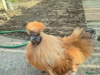 Chickens poultry Silki roosters - Advert 15