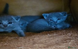 Russian Blue cats for sale: TICA Registered Kittens for Sale – £1200 - Image 4