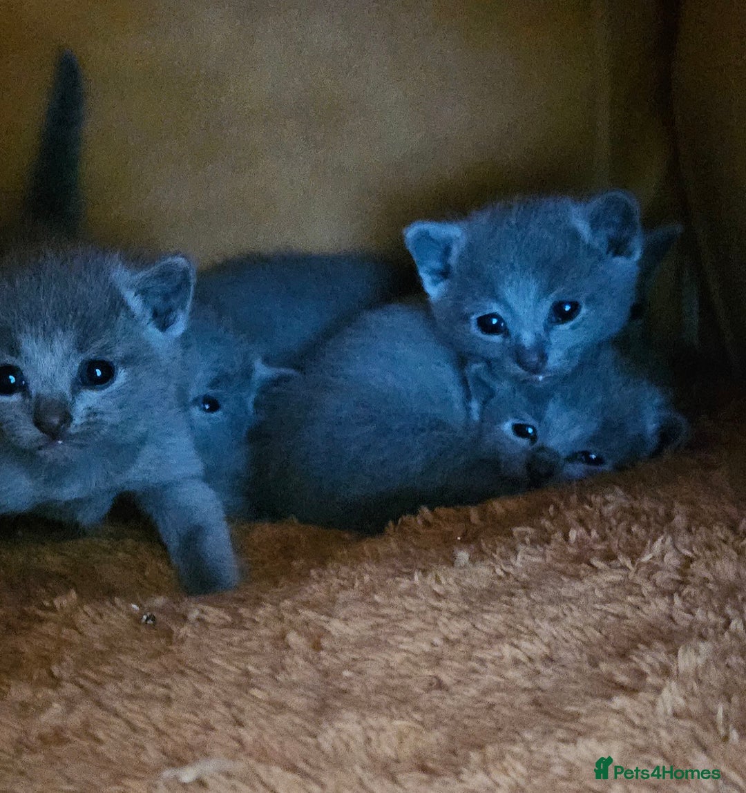 Russian Blue cats for sale: TICA Registered Kittens for Sale – £1200 - Image 4