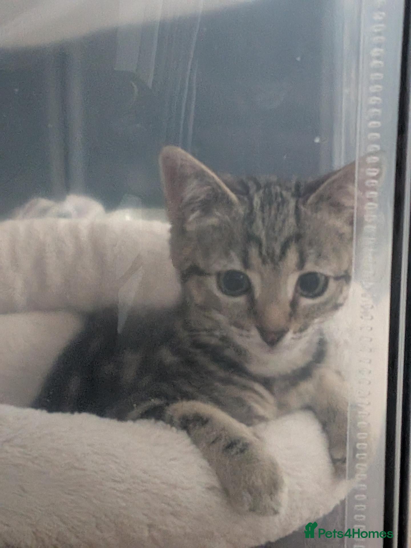 Domestic Shorthair cats Kitten - Advert 2