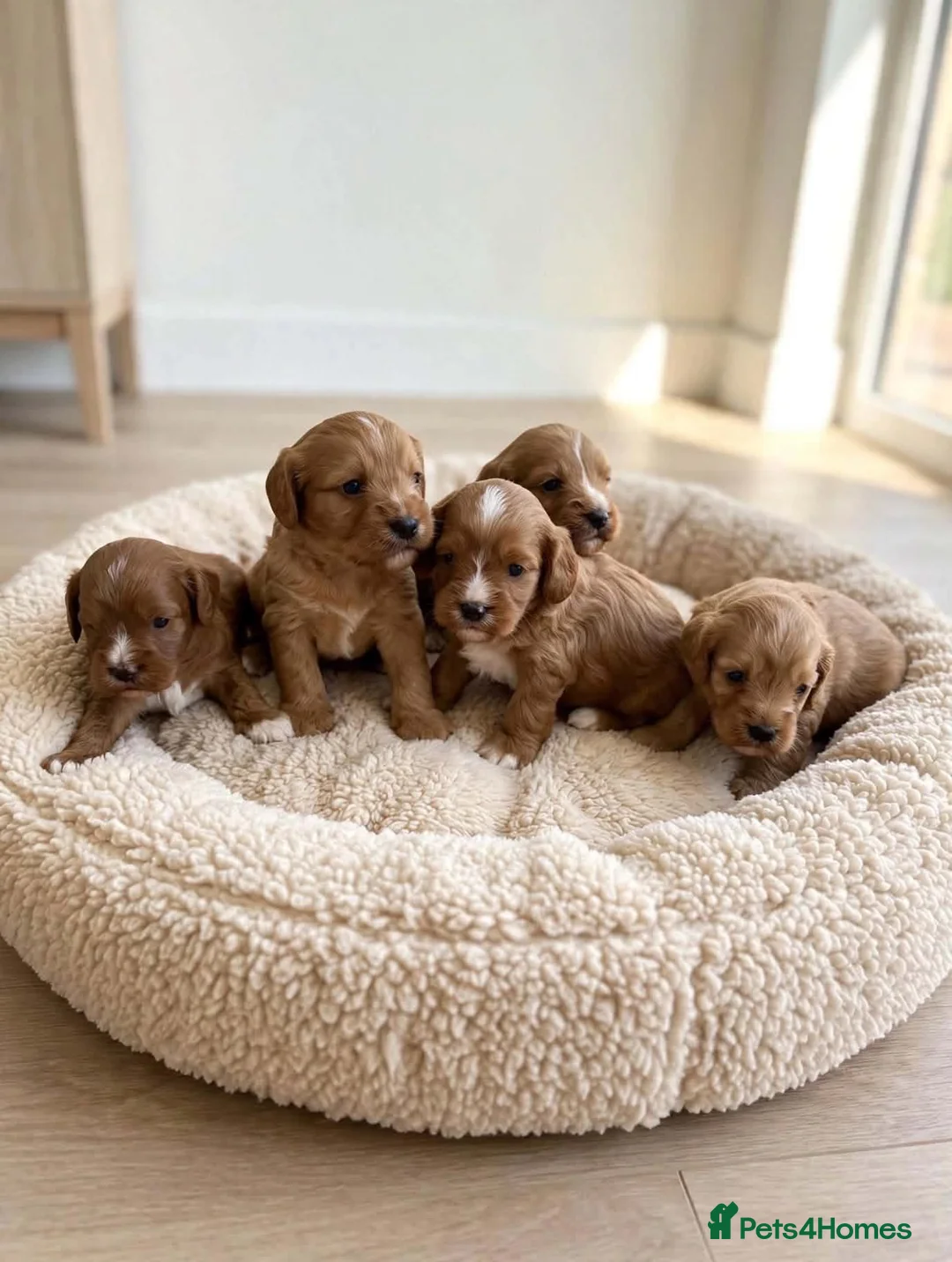 Cavapoo dogs for sale: Cavapoo puppies  in Durham - Advert 2
