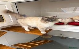 Ragdoll cats for sale: Gorgeous Bi colour Ragdoll kittens  - Image 7