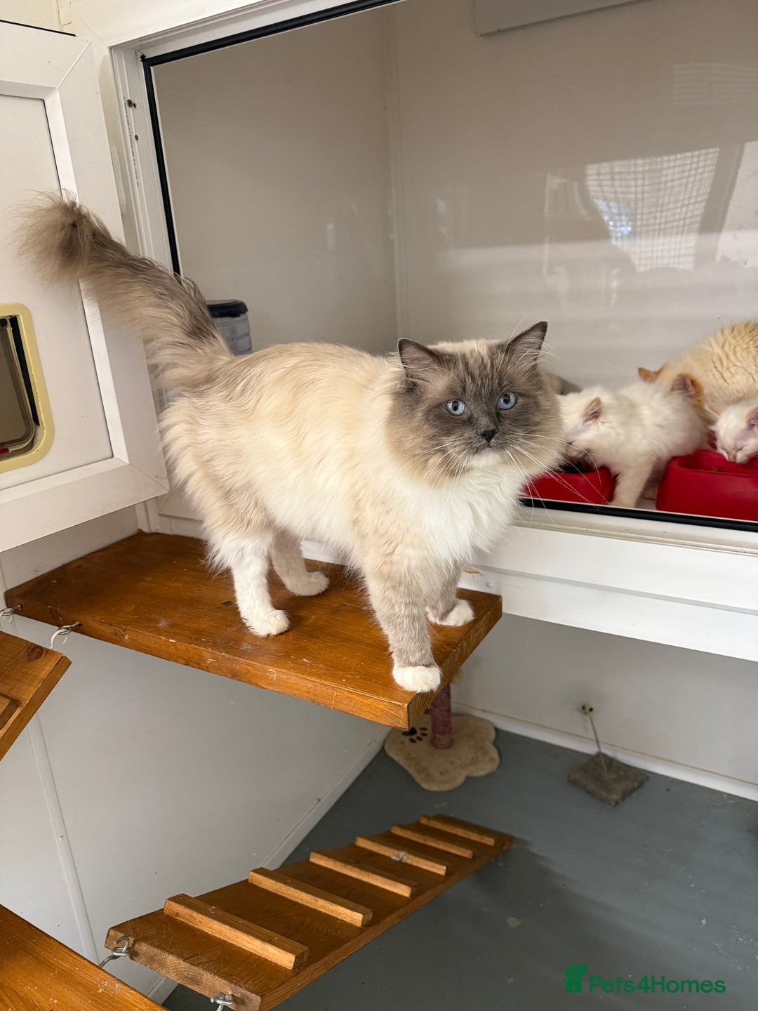 Ragdoll cats for sale: Gorgeous Bi colour Ragdoll kittens  - Image 7