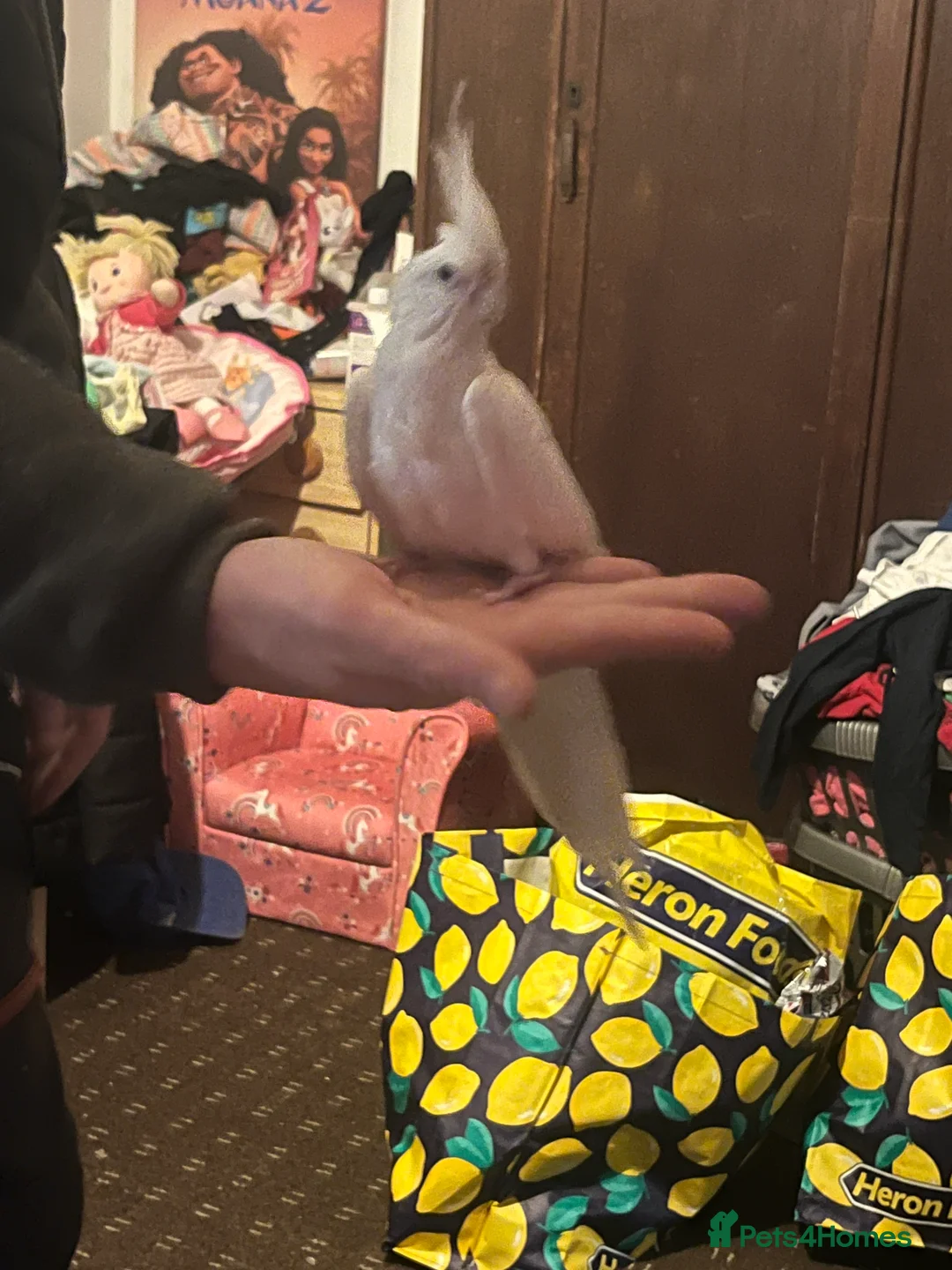 Cockatiels birds for sale: Hand tame cockatiels  - Advert 8