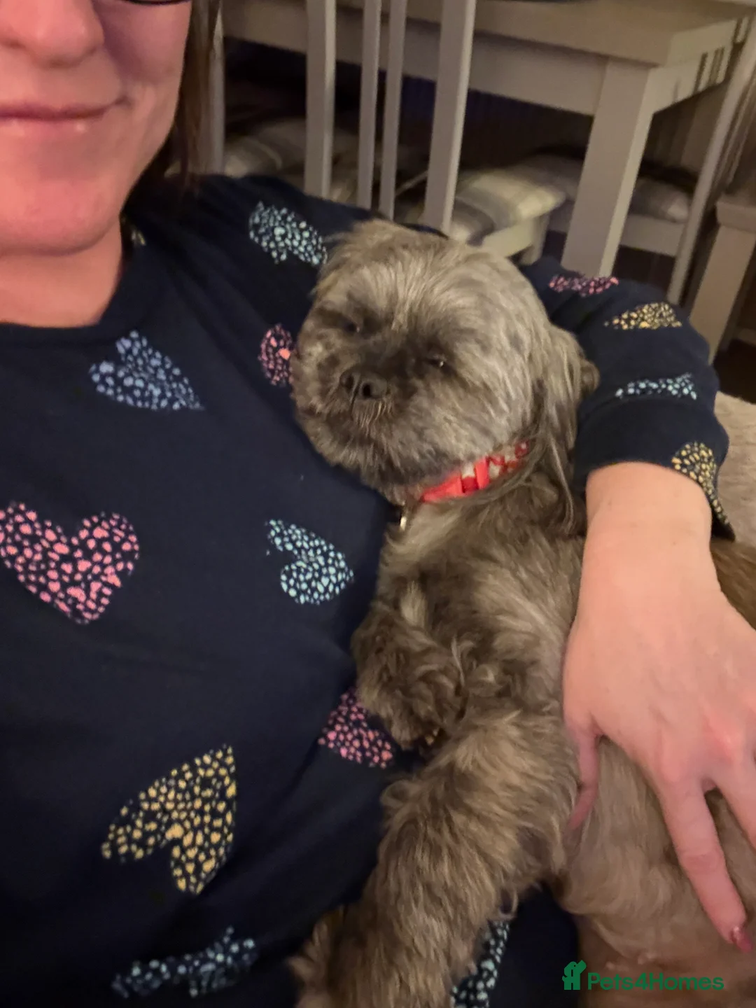 Shih Tzu dogs for sale: Female shihtzu for rehome - Advert 12