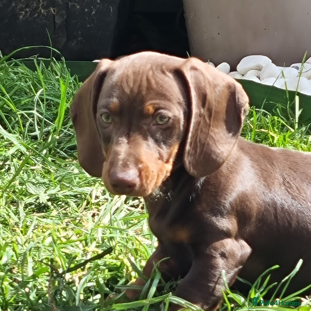 Miniature Dachshund dogs for sale: Mini Dachshund Puppies - Image 3