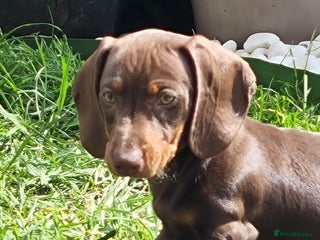 Miniature Dachshund dogs Mini Dachshund Puppies - Advert 5