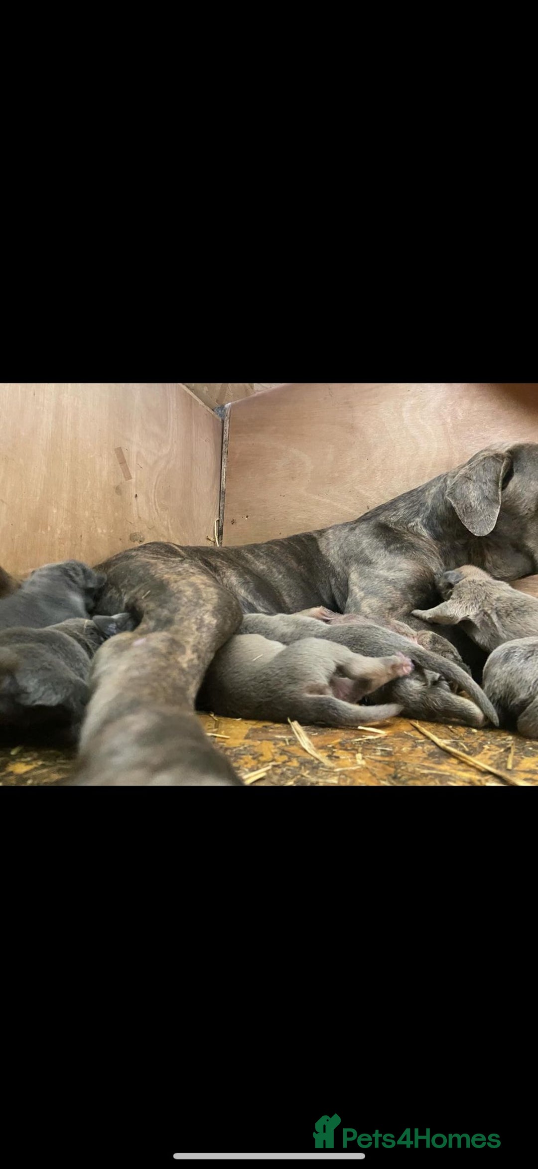 Cane Corso dogs for sale: 10 beautiful cane corso pups for sale 8M 2F - Image 1