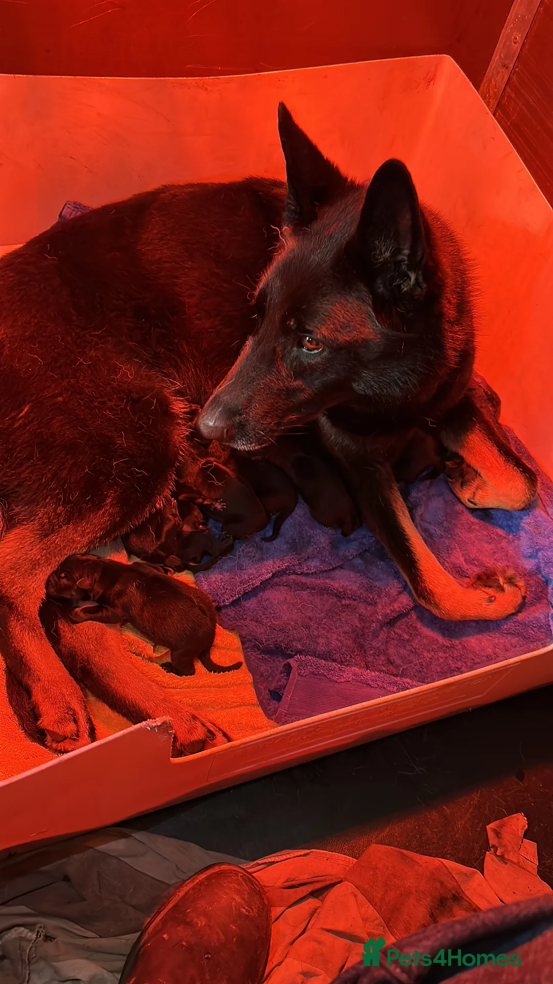 German Shepherd dogs for sale: Short haired German shepherd pups - Advert 4