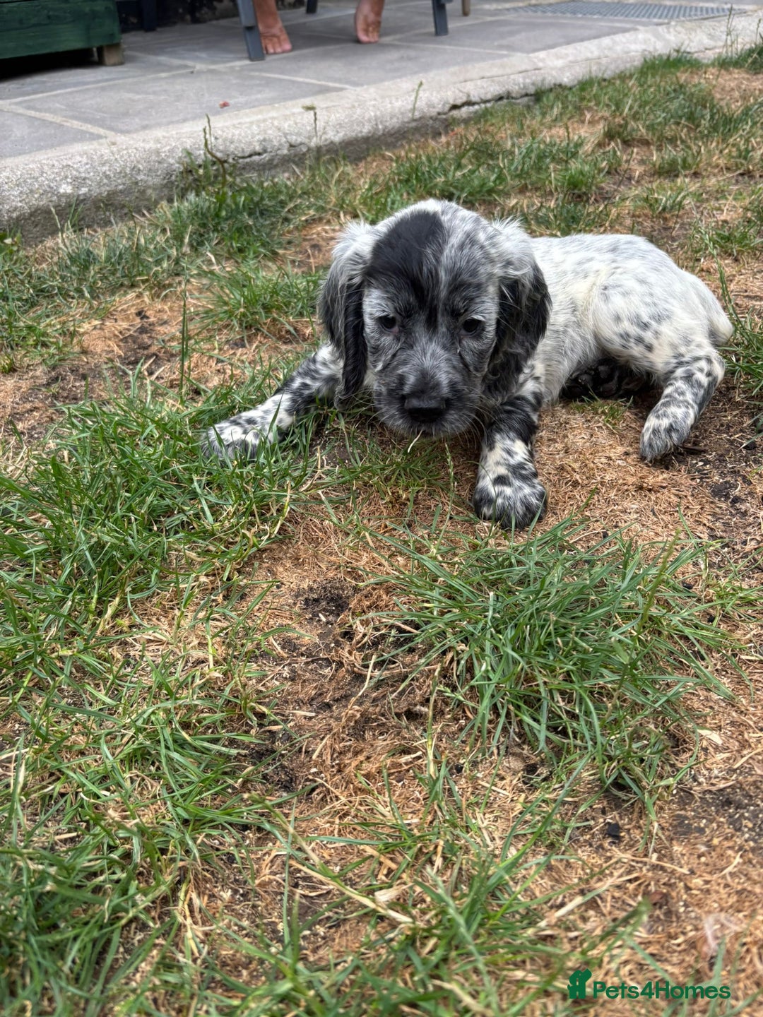 Cocker Spaniel dogs for sale: Cocker spaniel puppies  - Image 3