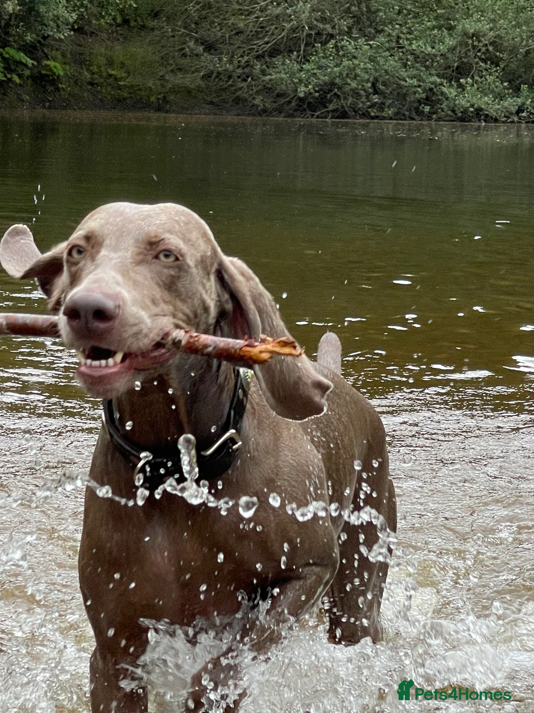 Weimaraner dogs for sale: HUNTER SPIRIT GUNDOGS - Advert 15
