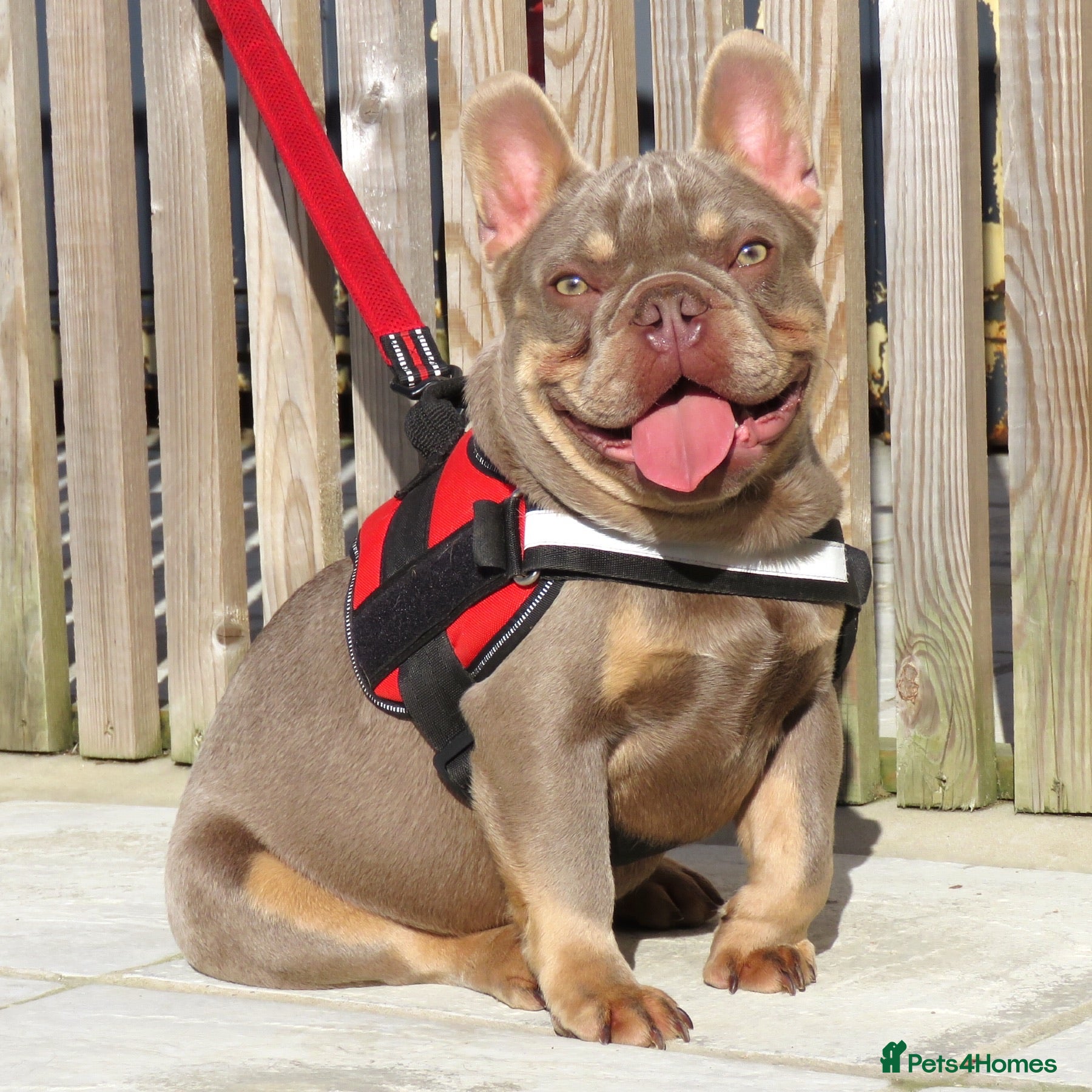 French Bulldog dogs ISABELLA & TAN CARRYING COCOA STUD in Boston - Advert 6