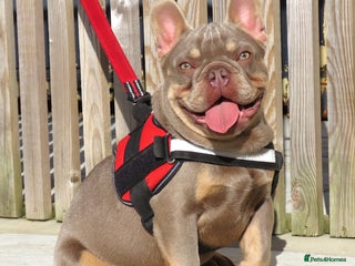 French Bulldog dogs for stud in Boston - Advert 3