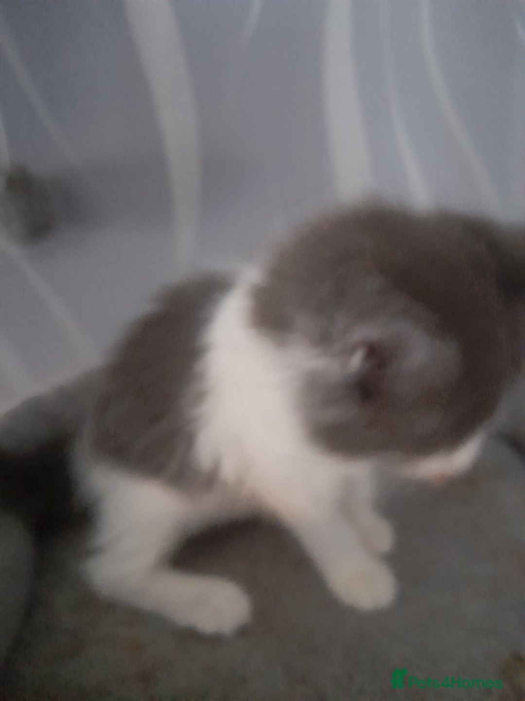 Ragcoon cats for sale: Stunning, and chunky ragcoons  - Image 8