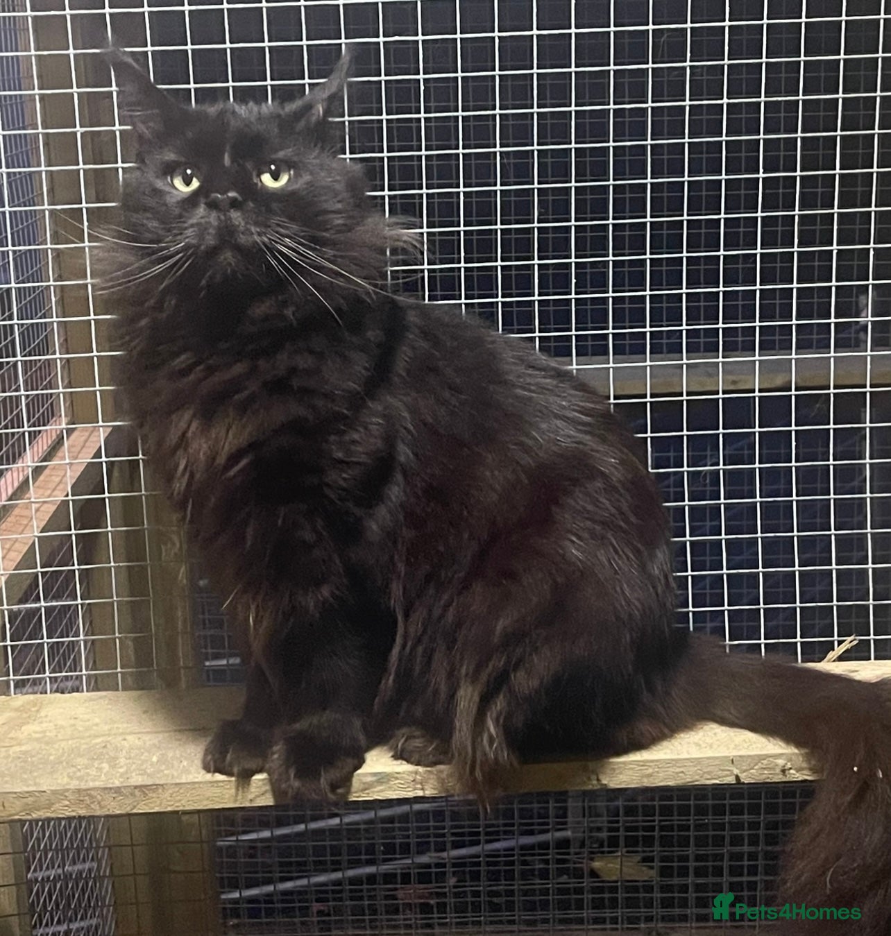 Maine Coon cats proven Maine Coon Stud  in Brampton - Advert 1