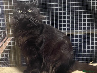 Maine Coon cats proven Maine Coon Stud in Brampton - Advert 7