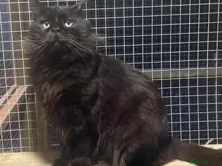 Maine Coon cats proven Maine Coon Stud in Brampton - Advert 5