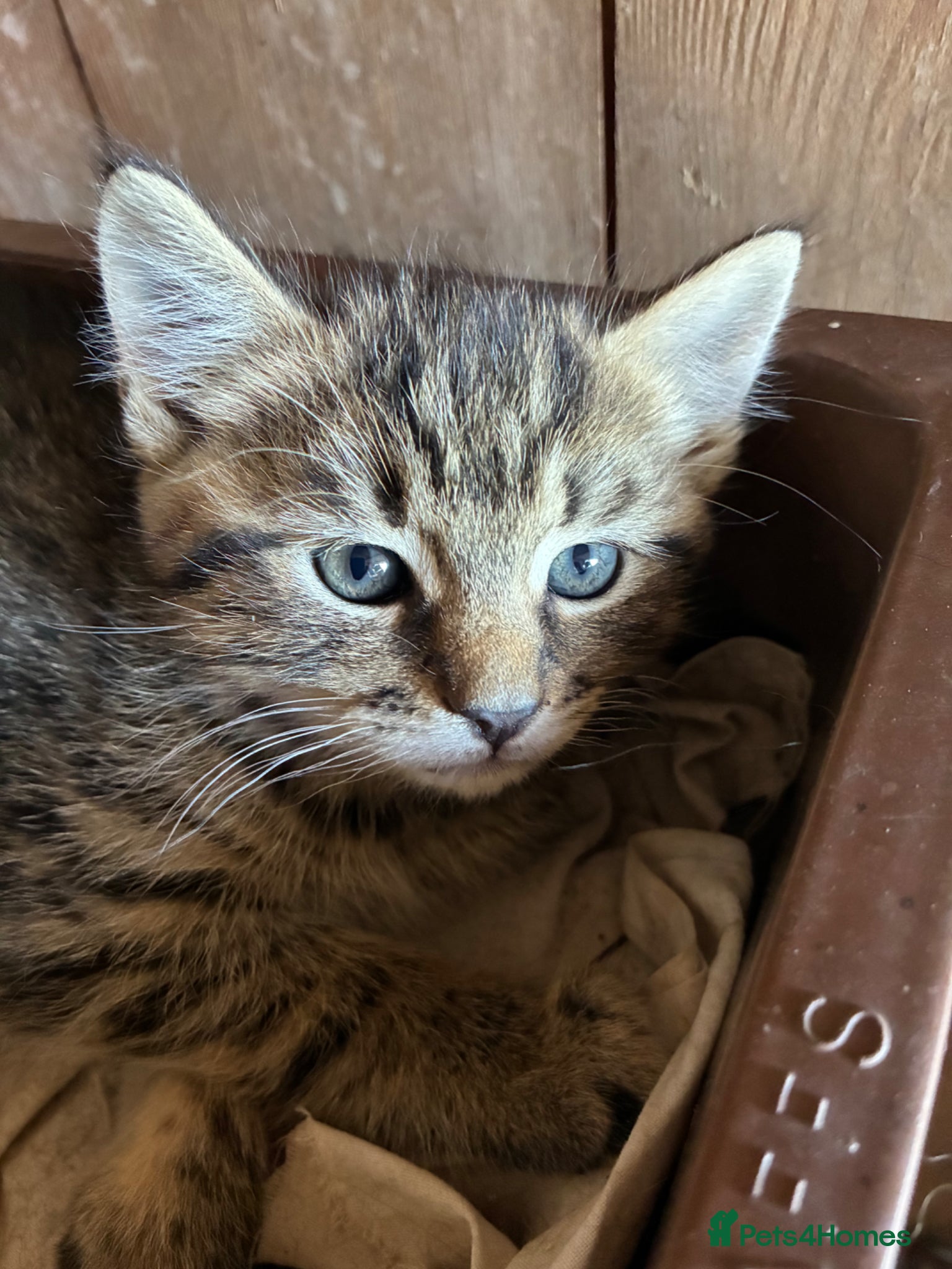 Mixed Breed cats for sale: Beautiful kittens in Wincanton - Advert 1