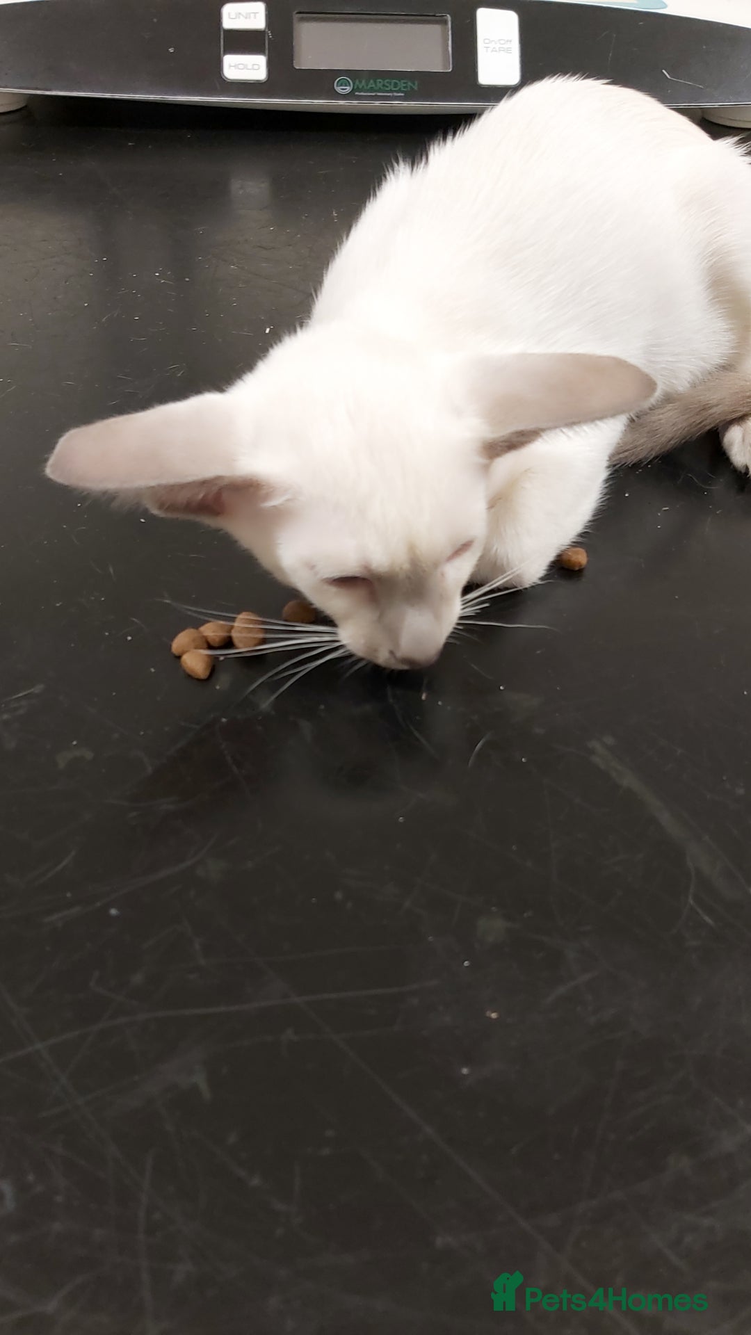 Oriental cats for sale: Full Pedigree Oriental 1 Kitten XL size ears GCCF - Image 6