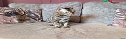 Bengal cats for sale: 🖤🤎 Beautiful Bengal 🤎🖤 - Advert 8