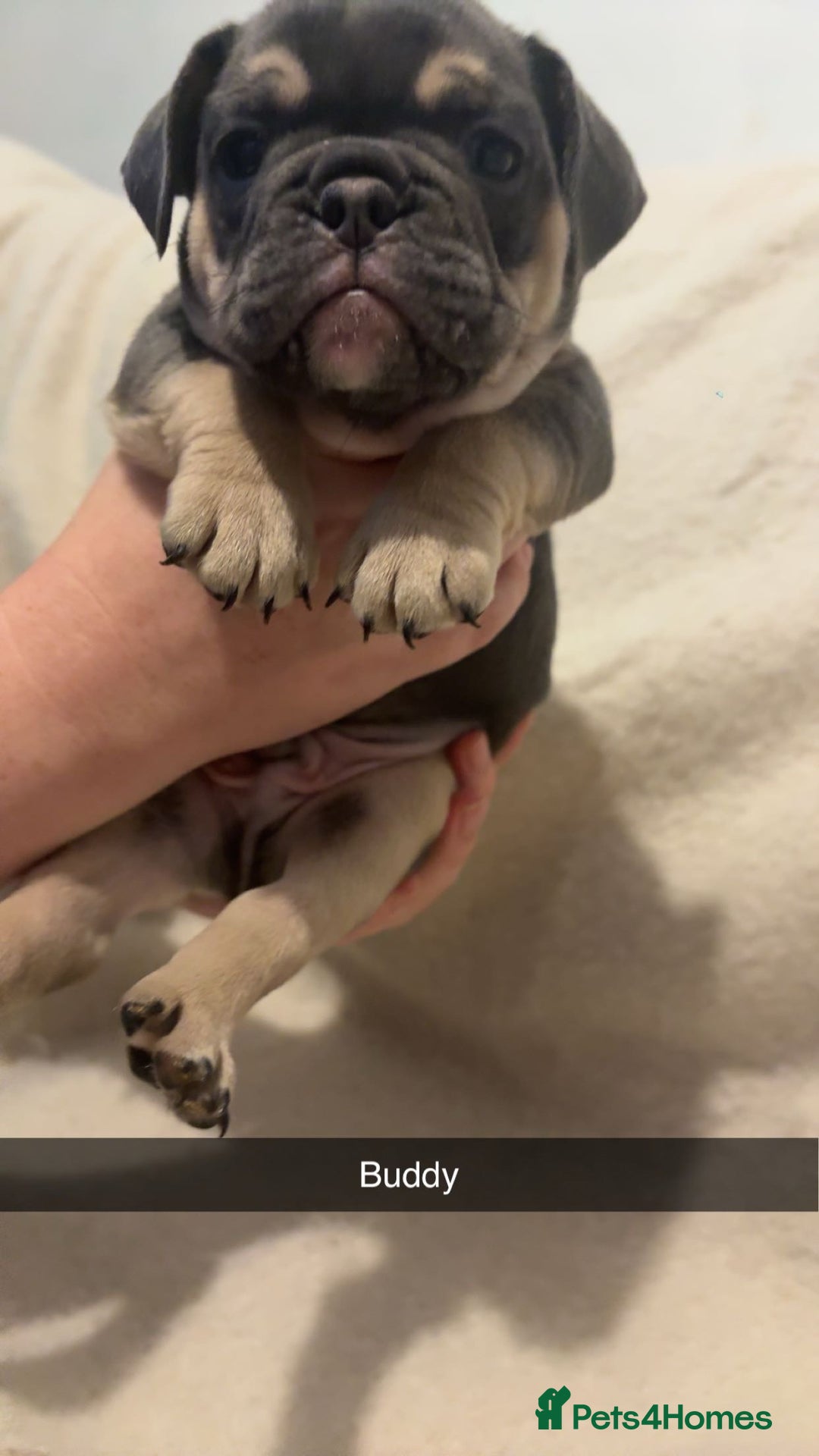 Mixed Breed dogs for sale: French/English bulldogs puppies  - Advert 5