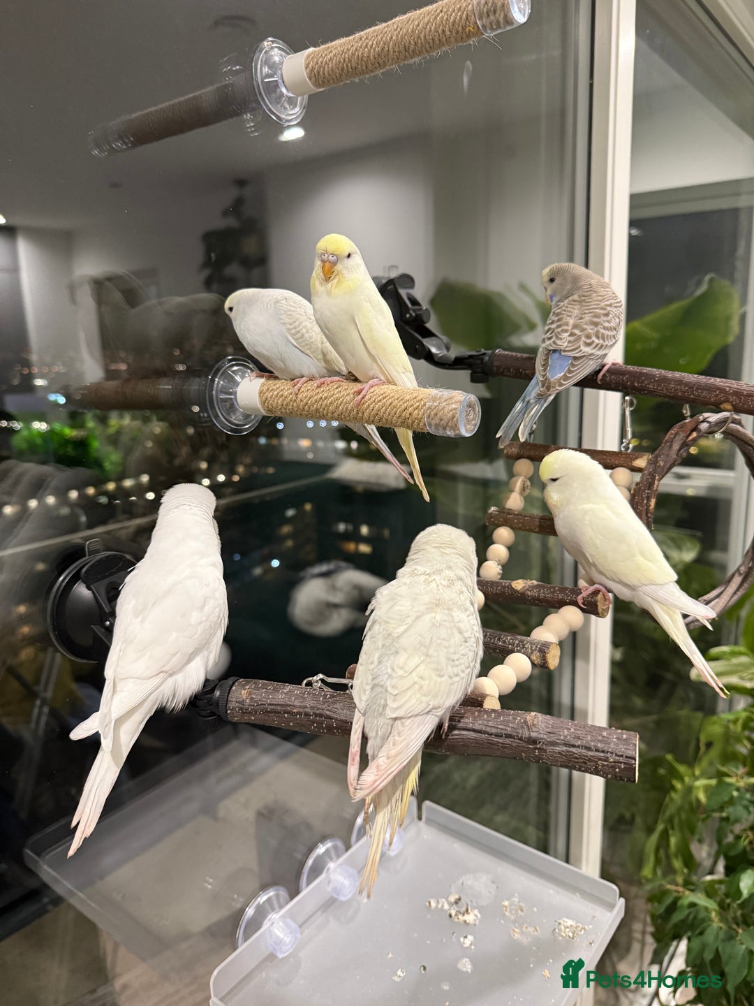 Budgerigars birds for sale: Young budgies happy&healthy in London - Image 4