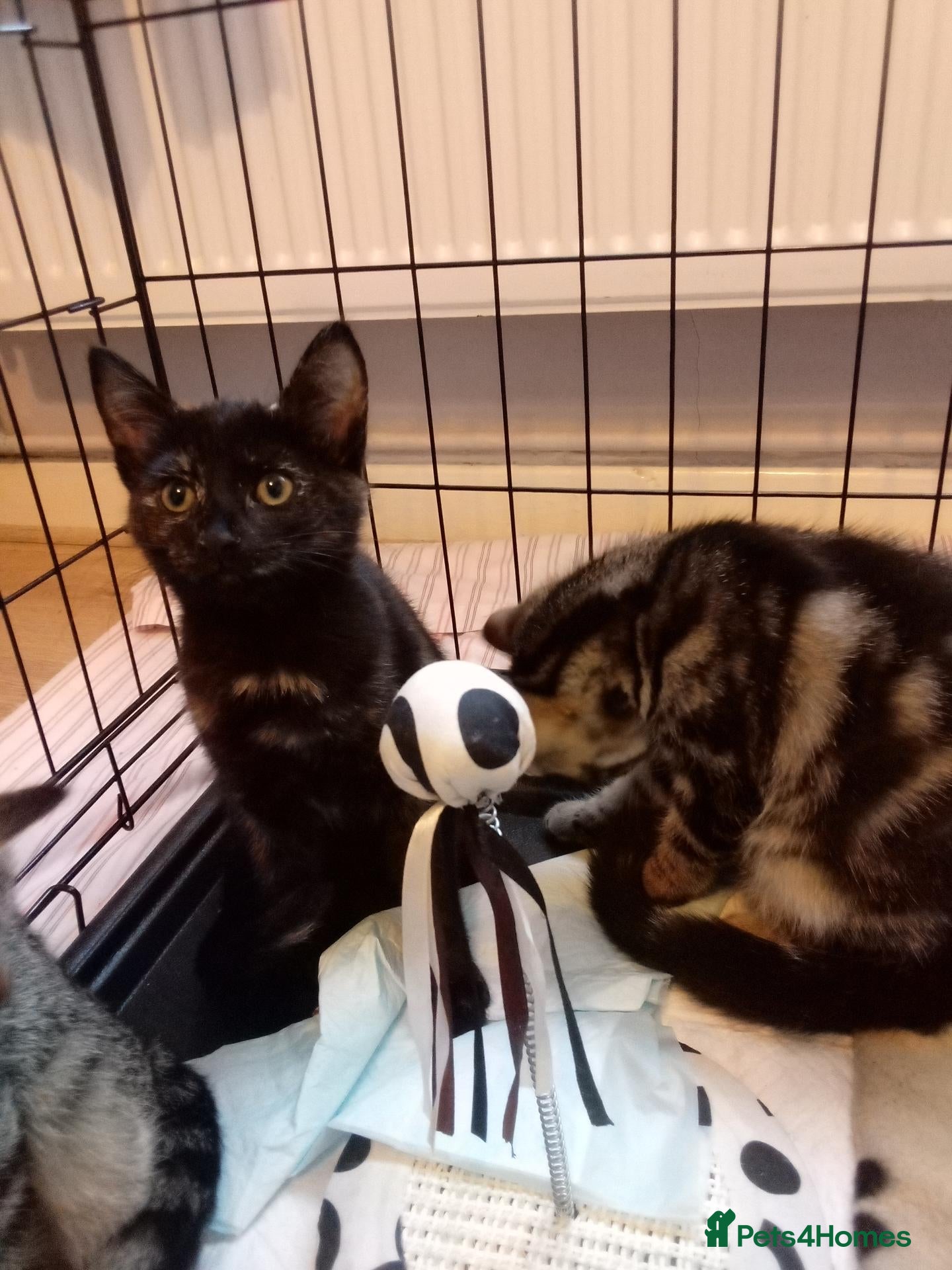 Mixed Breed cats Bengal x kitten - Advert 4