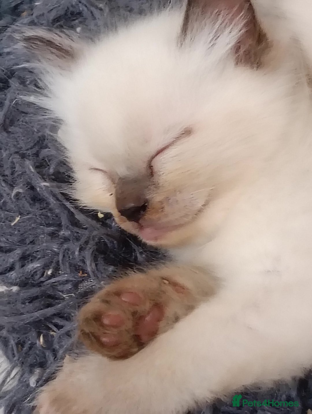 Ragdoll cats for sale: GCCF registered pedigree ragdoll kittens  - Advert 11