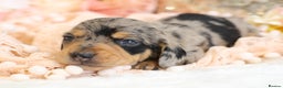 Miniature Dachshund dogs for sale: KC Miniature Dachshund Puppies - Advert 27