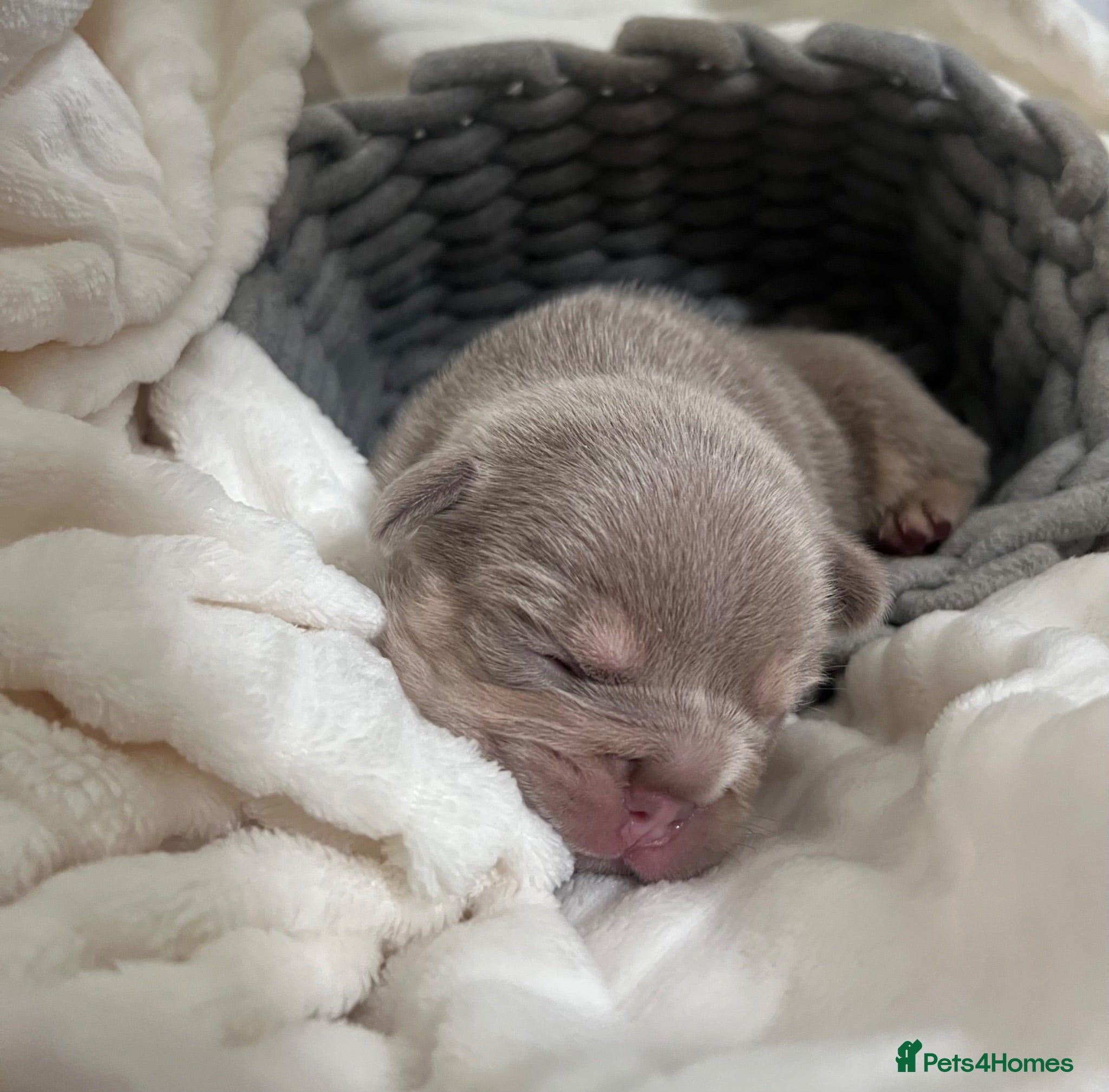 French Bulldog dogs KC French bulldog puppies highly healthed parents - Advert 2