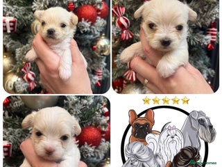 Mixed Breed dogs OUTSTANDING TINY MALCHI GIRLS - Advert 2