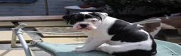 Dorset Olde Tyme Bulldogge dogs for sale: Dorset olde tyme bulldog for sale  in Cowes - Advert 2