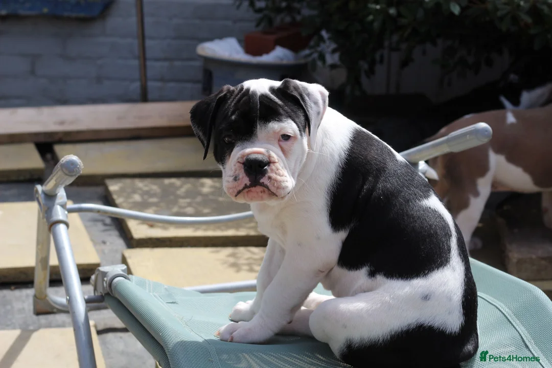 Dorset Olde Tyme Bulldogge dogs for sale: Dorset olde tyme bulldog for sale  in Cowes - Advert 2