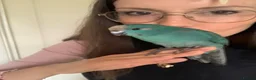 Parakeets birds for sale: Hand Reared Baby Kakarikis  - Advert 8
