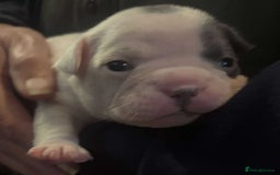 French Bulldog dogs for sale: Kc registered french bulldog puppies - Image 20