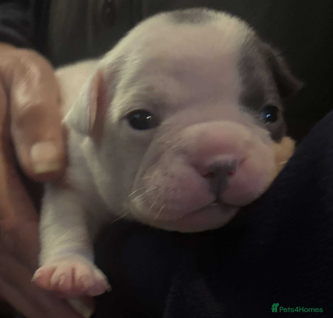 French Bulldog dogs for sale: Kc registered french bulldog puppies - Image 20