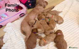 Cavapoochon dogs for sale: Cavapoochon Puppies Looking for Loving Families🐾 - Image 9
