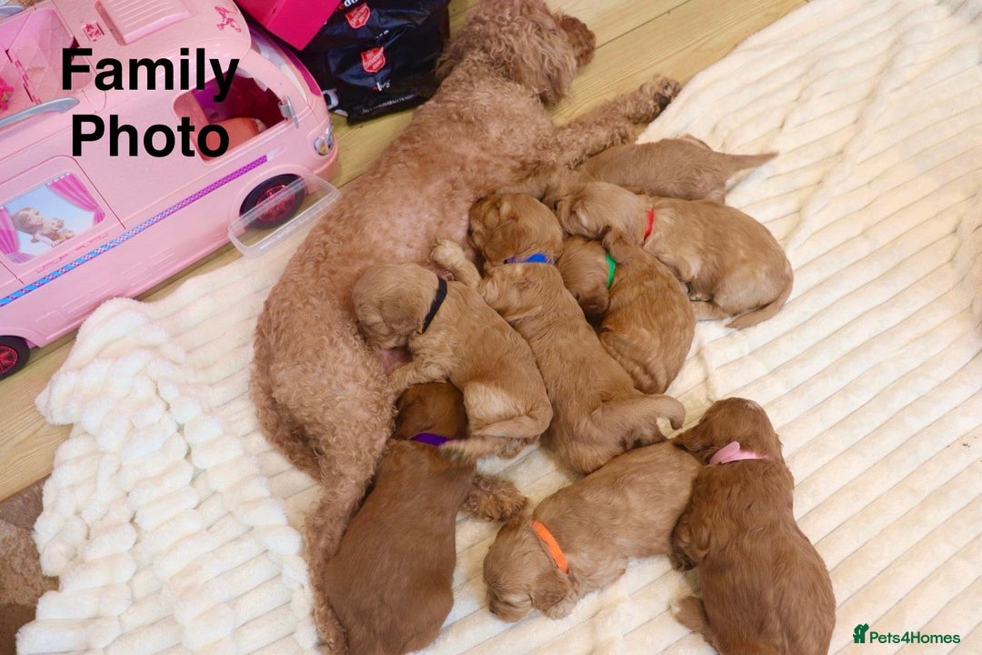 Cavapoochon dogs for sale: Cavapoochon Puppies Looking for Loving Families🐾 - Image 9