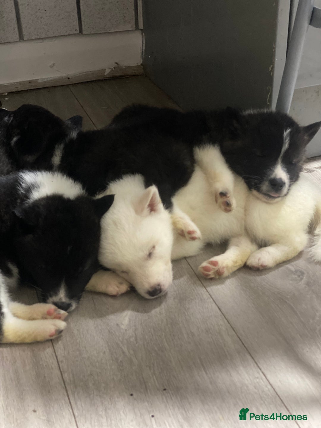 Akita dogs for sale: Chunky American Akita puppies - Advert 1