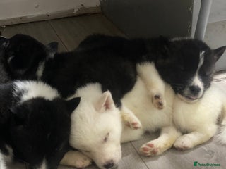 Akita dogs Chunky American Akita puppies - Advert 2